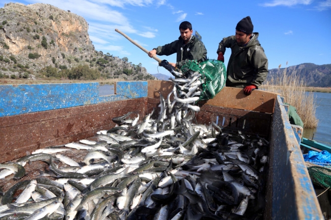 Dalyan kefalinin yarısı Suriye ve Mısır'a ihraç ediliyor